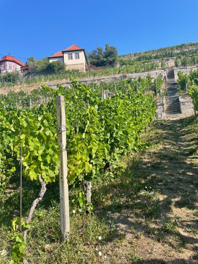 Ferienhaus Traminer im Weinberg Freyburg  Exterior foto