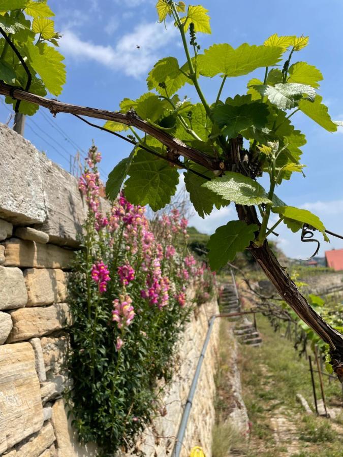 Ferienhaus Traminer im Weinberg Freyburg  Exterior foto